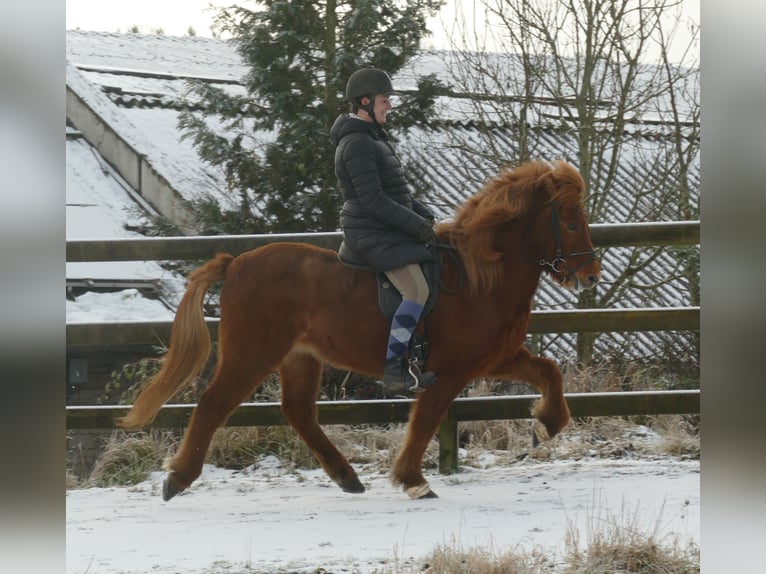 Pony Islandese Castrone 15 Anni 139 cm Falbo in Euskirchen
