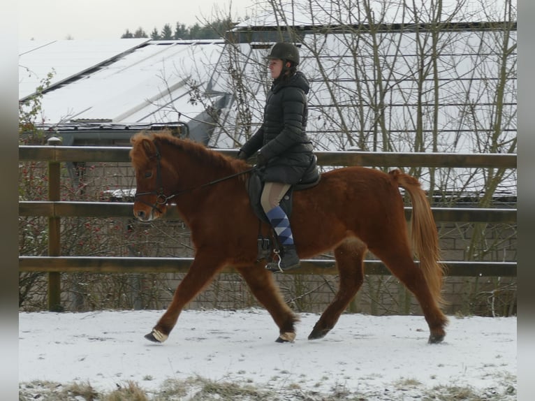 Pony Islandese Castrone 15 Anni 139 cm Falbo in Euskirchen
