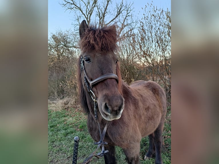 Pony Islandese Mix Castrone 15 Anni 140 cm Baio scuro in Swisttal