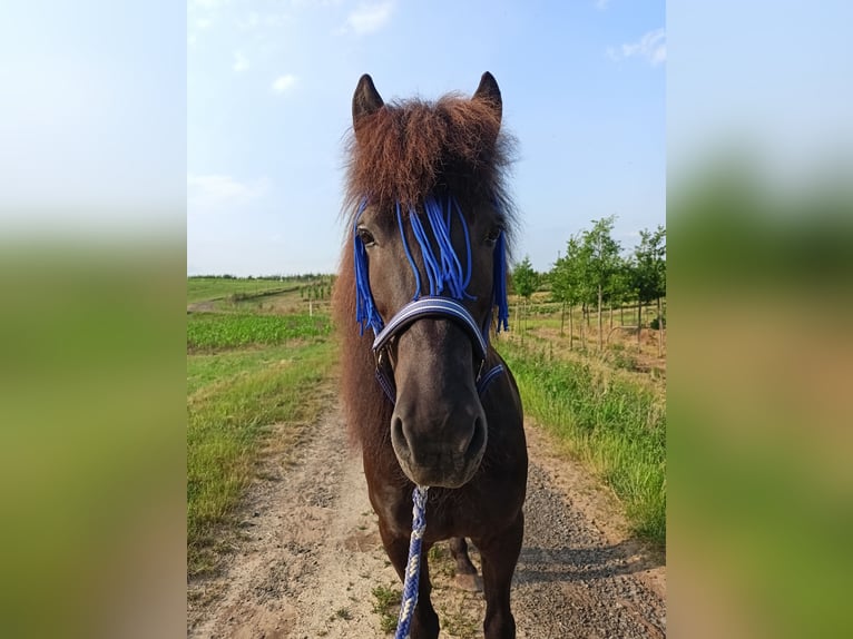 Pony Islandese Mix Castrone 15 Anni 140 cm Baio scuro in Swisttal