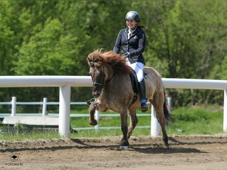 Pony Islandese Castrone 15 Anni 140 cm  in Klagenfurt,14.Bez.Wölfnitz