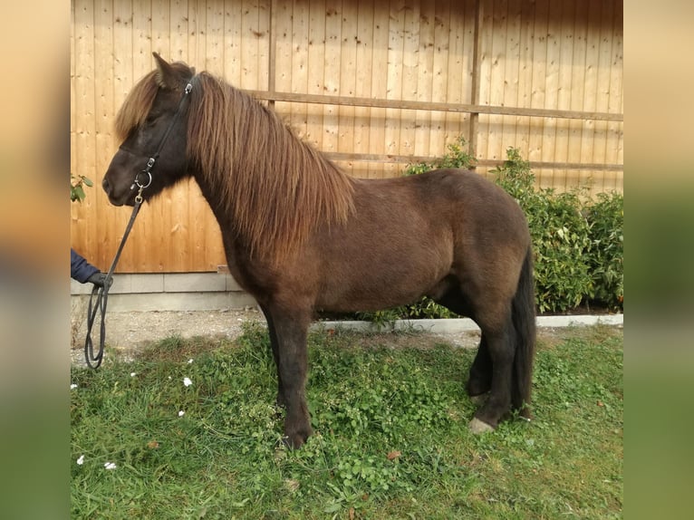 Pony Islandese Castrone 15 Anni 140 cm Morello in St. Radegund