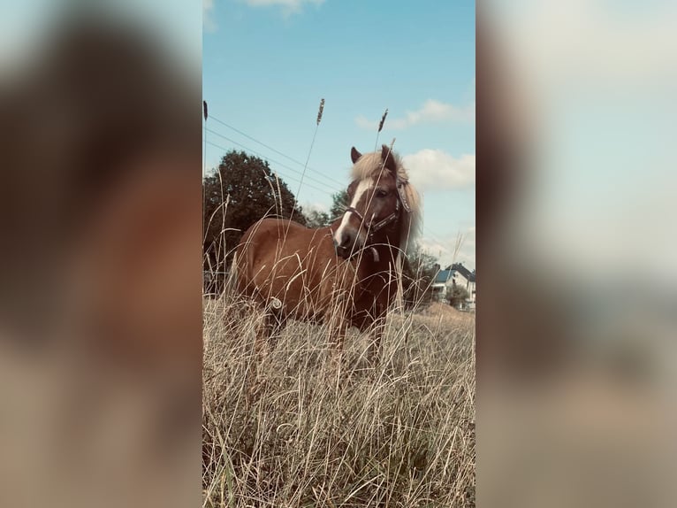Pony Islandese Castrone 15 Anni 140 cm Sauro in Gonnesweiler