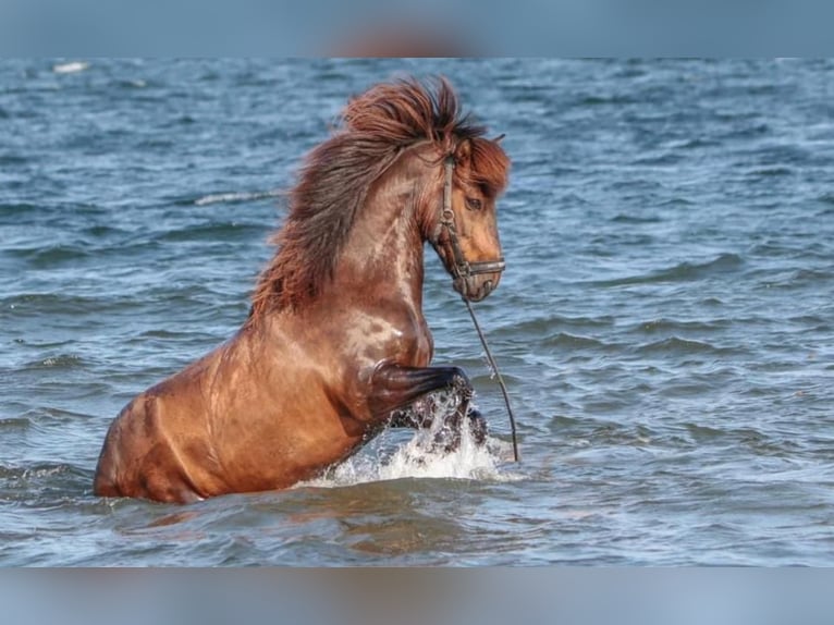 Pony Islandese Castrone 15 Anni 142 cm Baio in Lindlar