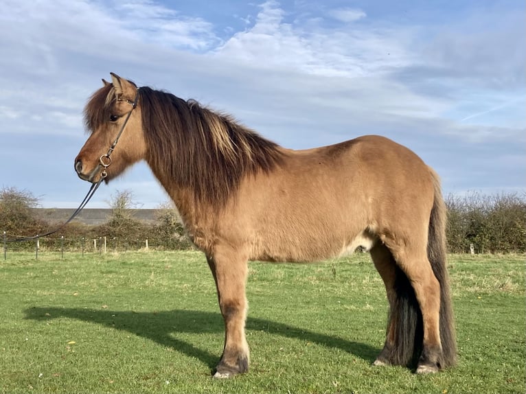 Pony Islandese Castrone 15 Anni 143 cm Falbo in Hohenfelde