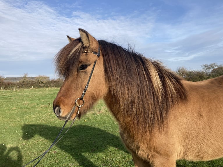 Pony Islandese Castrone 15 Anni 143 cm Falbo in Hohenfelde