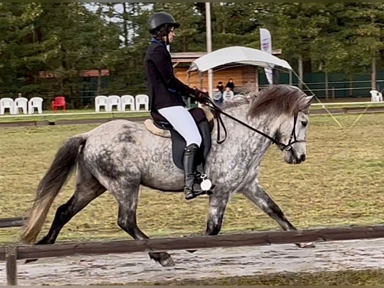Pony Islandese Castrone 15 Anni 144 cm Grigio pezzato in Wardenburg