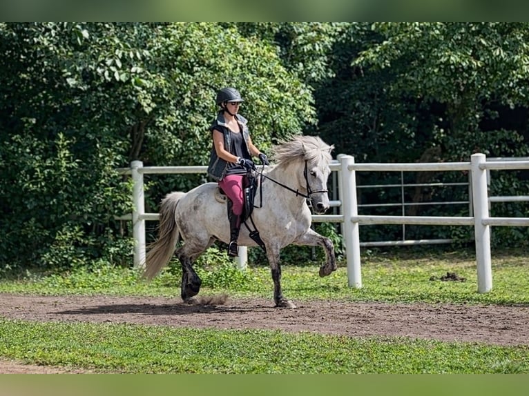 Pony Islandese Castrone 15 Anni 144 cm Grigio pezzato in Wardenburg