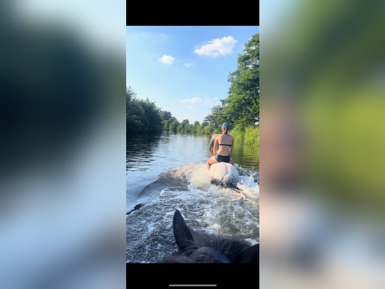 Pony Islandese Castrone 15 Anni 144 cm Grigio pezzato in Wardenburg