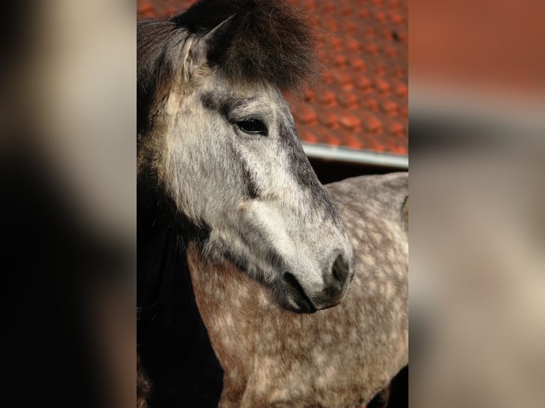 Pony Islandese Castrone 15 Anni 144 cm Grigio pezzato in Wardenburg