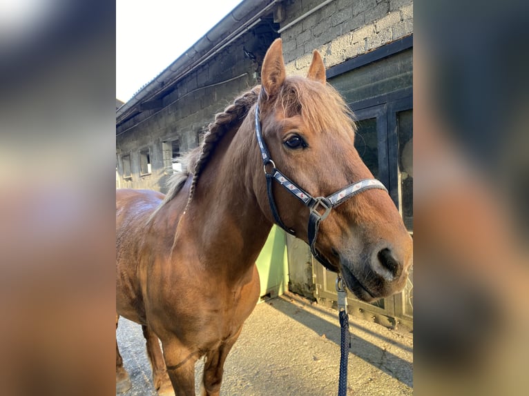 Pony Islandese Mix Castrone 15 Anni 147 cm Sauro in Hemer