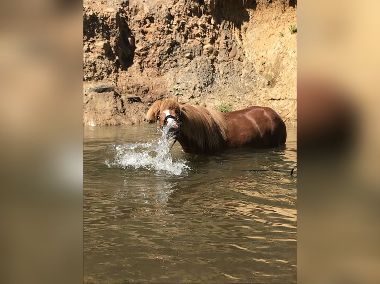 Pony Islandese Castrone 15 Anni Sauro in Ringgau