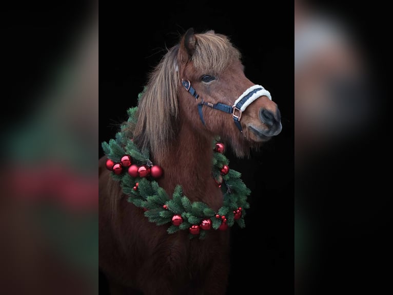 Pony Islandese Castrone 16 Anni 137 cm Baio in Malching