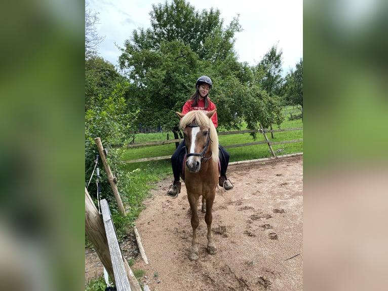 Pony Islandese Castrone 16 Anni 137 cm Sauro in Köln