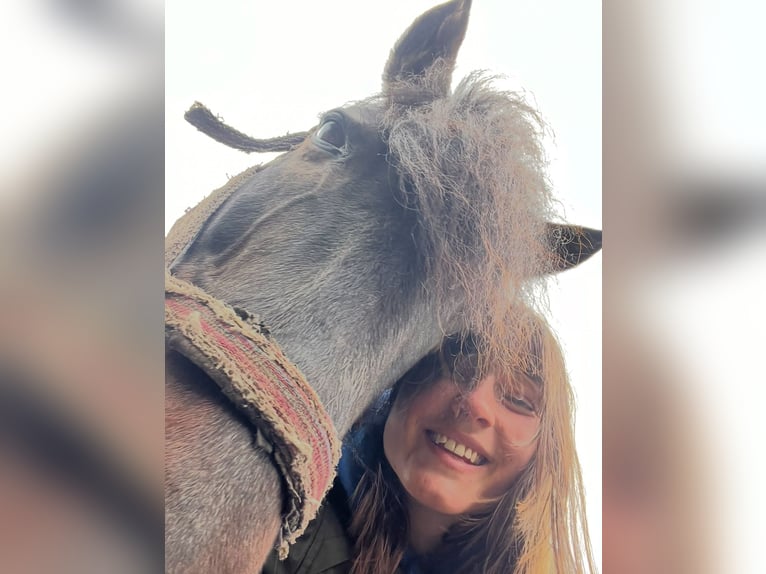 Pony Islandese Castrone 16 Anni 138 cm Grigio ferro in Oostvoorne