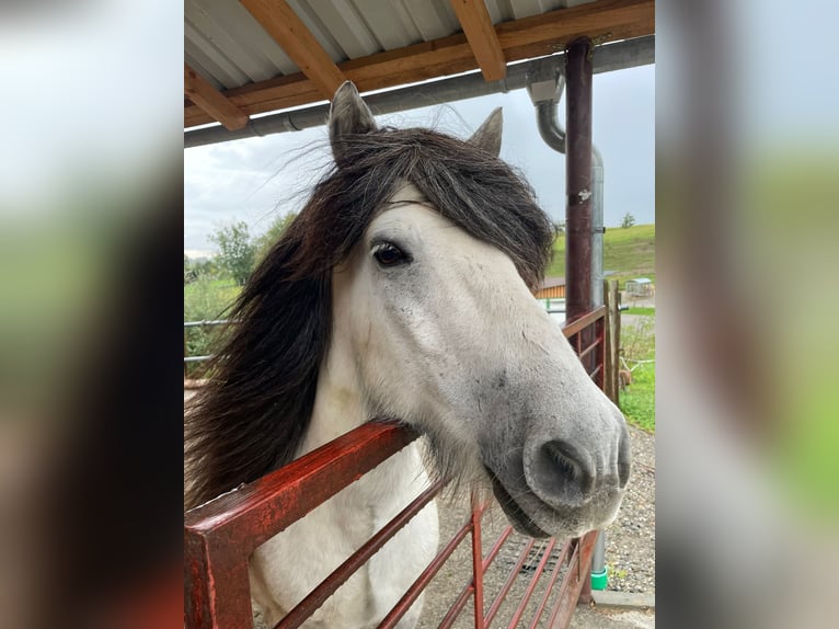 Pony Islandese Castrone 16 Anni 140 cm Grigio ferro in Baindt