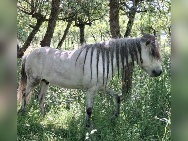 Pony Islandese Castrone 16 Anni 140 cm Grigio ferro in Baindt