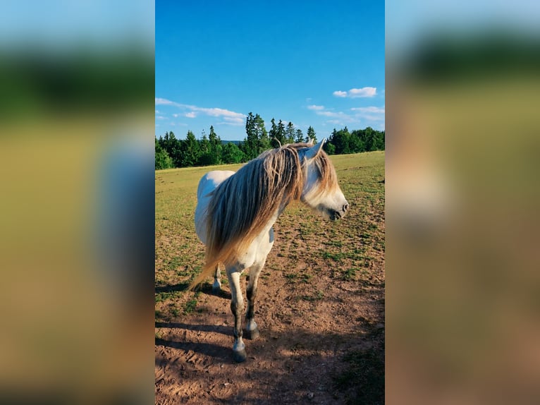 Pony Islandese Castrone 16 Anni 140 cm Grigio ferro in Waldachtal