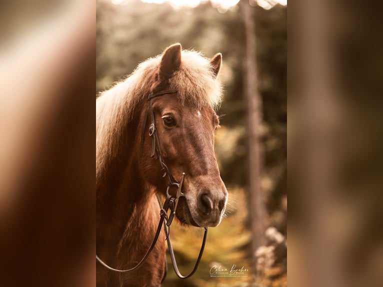 Pony Islandese Mix Castrone 16 Anni 140 cm Sauro in Gengenbach