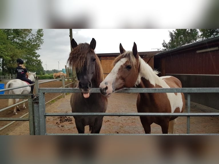 Pony Islandese Castrone 16 Anni 141 cm Falbo in Stelle