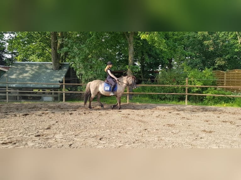 Pony Islandese Castrone 16 Anni 141 cm Falbo in Stelle