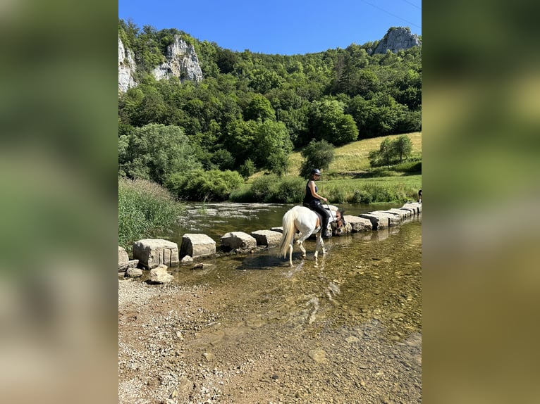 Pony Islandese Castrone 16 Anni 143 cm Pezzato in Stockach