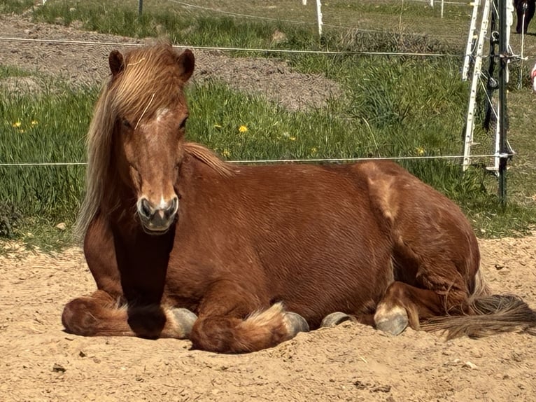Pony Islandese Castrone 16 Anni 143 cm Sauro in Neustadt am RübenbergeNeustadt am Rübenberge
