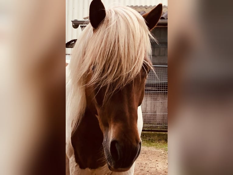 Pony Islandese Castrone 16 Anni Pezzato in Wei&#xDF;enkirchen an der Perschling