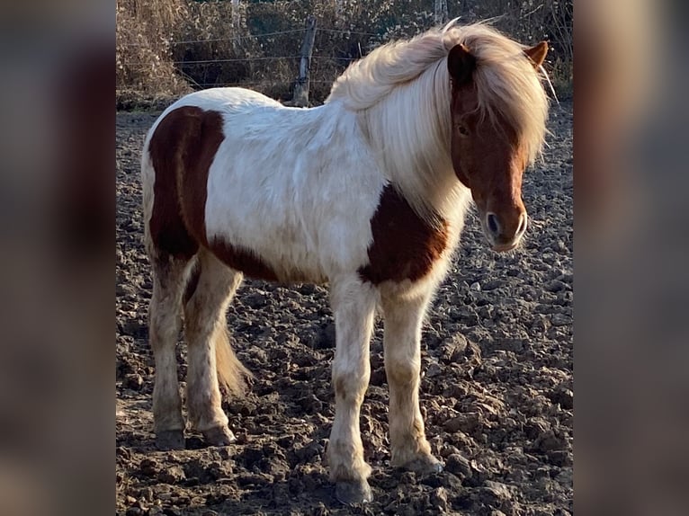 Pony Islandese Castrone 16 Anni Pezzato in Wei&#xDF;enkirchen an der Perschling