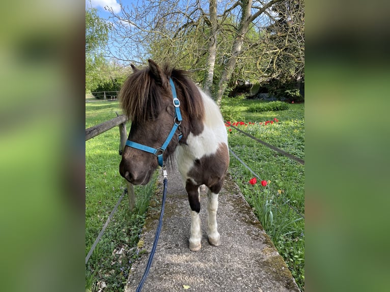 Pony Islandese Castrone 17 Anni 135 cm Grigio ferro in K&#xF6;ln