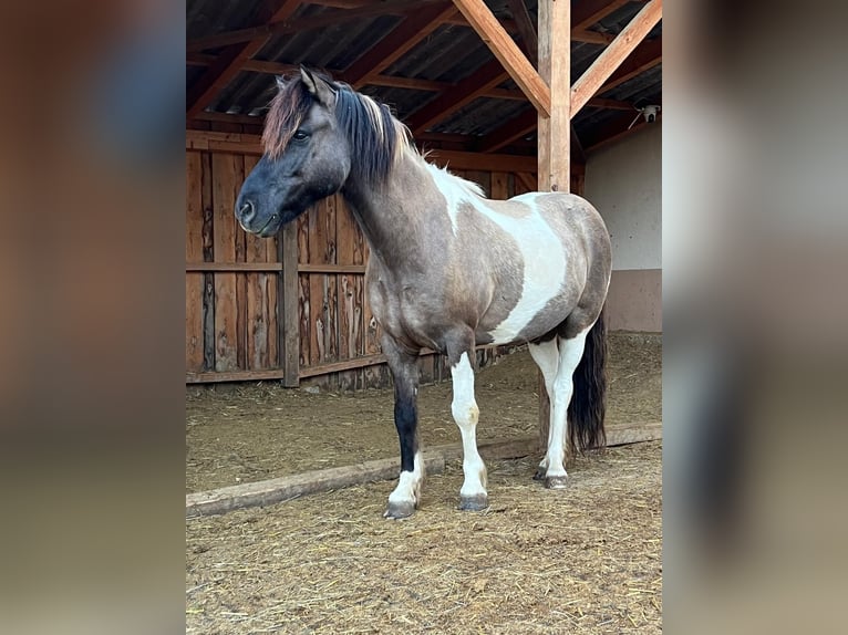 Pony Islandese Castrone 17 Anni 136 cm Pezzato in Ergersheim