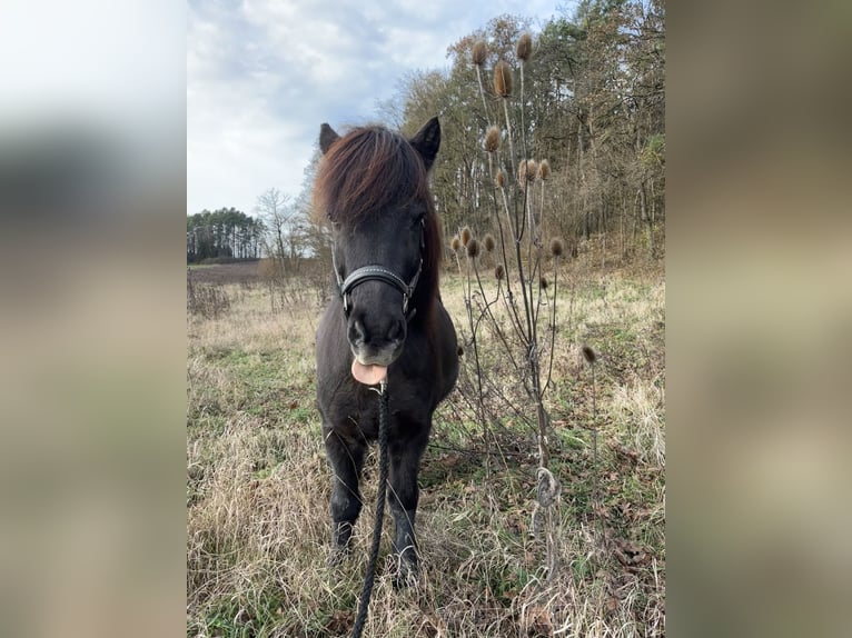 Pony Islandese Castrone 17 Anni 138 cm Morello in Pottenstein