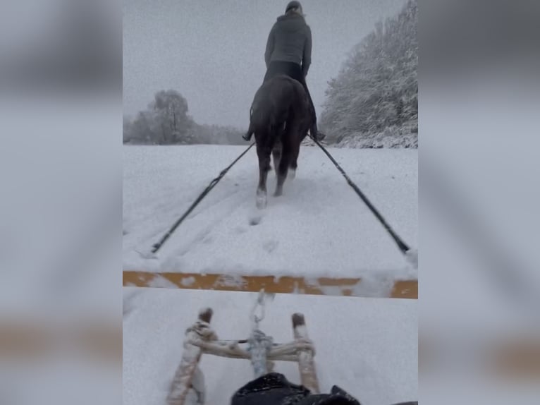 Pony Islandese Castrone 17 Anni 138 cm Morello in Pottenstein