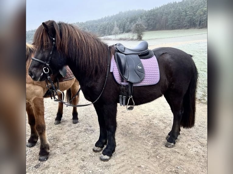 Pony Islandese Castrone 17 Anni 138 cm Morello in Pottenstein