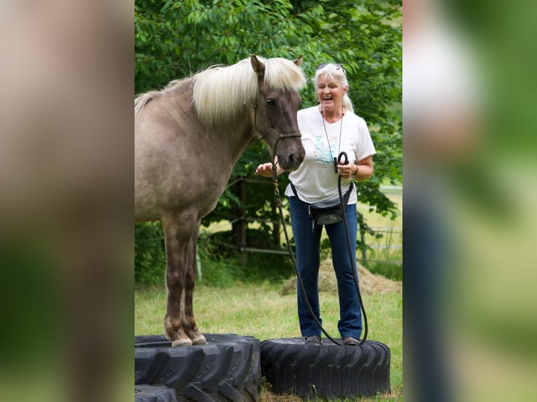 Pony Islandese Castrone 17 Anni 140 cm Grigio pezzato in Schloss Rosenau