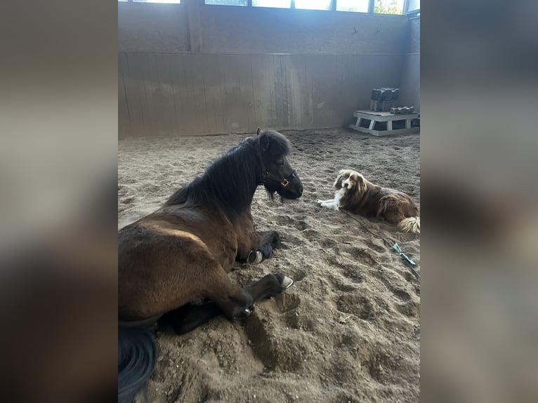 Pony Islandese Castrone 17 Anni 140 cm Morello in Eu&#xDF;erthal
