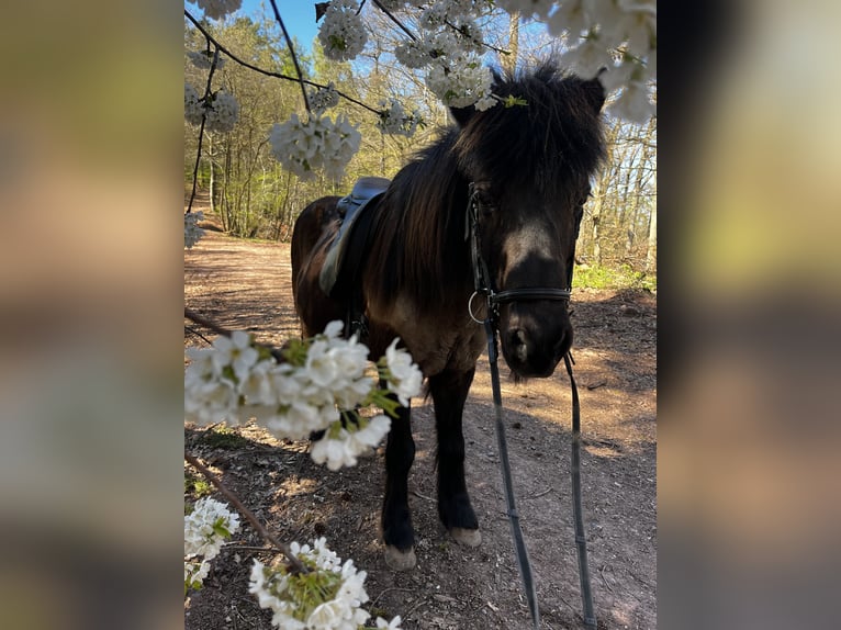 Pony Islandese Castrone 17 Anni 140 cm Morello in Eu&#xDF;erthal