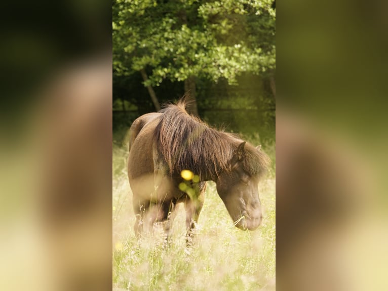 Pony Islandese Castrone 17 Anni 140 cm Morello in Eu&#xDF;erthal