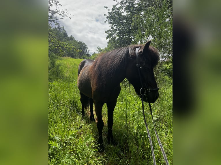 Pony Islandese Castrone 17 Anni 140 cm Morello in Eu&#xDF;erthal