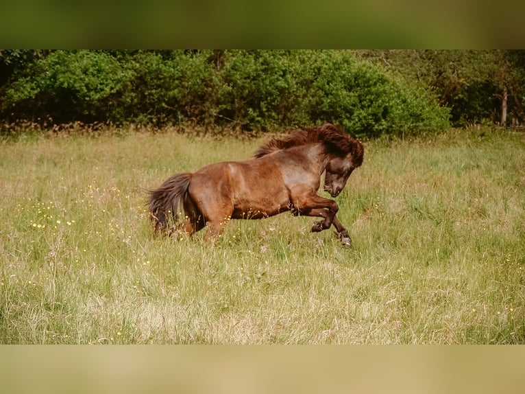 Pony Islandese Castrone 17 Anni 140 cm Morello in Eu&#xDF;erthal