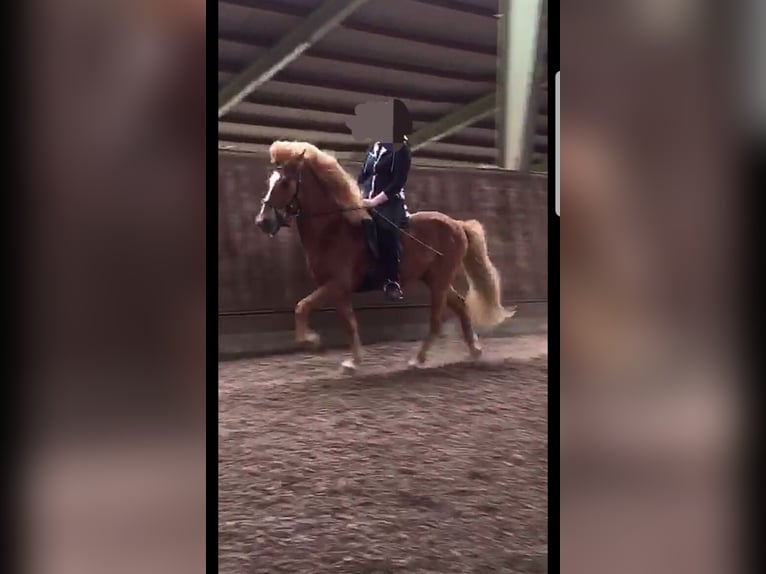 Pony Islandese Castrone 17 Anni 140 cm Sauro in Appel Pony Islandese Castrone 17 Anni 140 cm Sauro in Appel