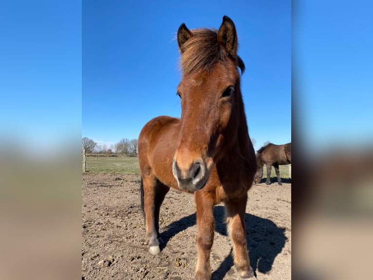Pony Islandese Castrone 17 Anni 145 cm Baio in Barsbüttel