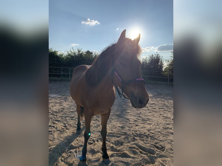 Pony Islandese Castrone 17 Anni 145 cm Baio in Barsbüttel