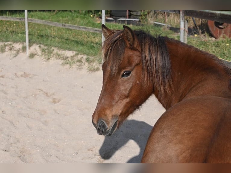 Pony Islandese Castrone 17 Anni 145 cm Baio in Barsbüttel