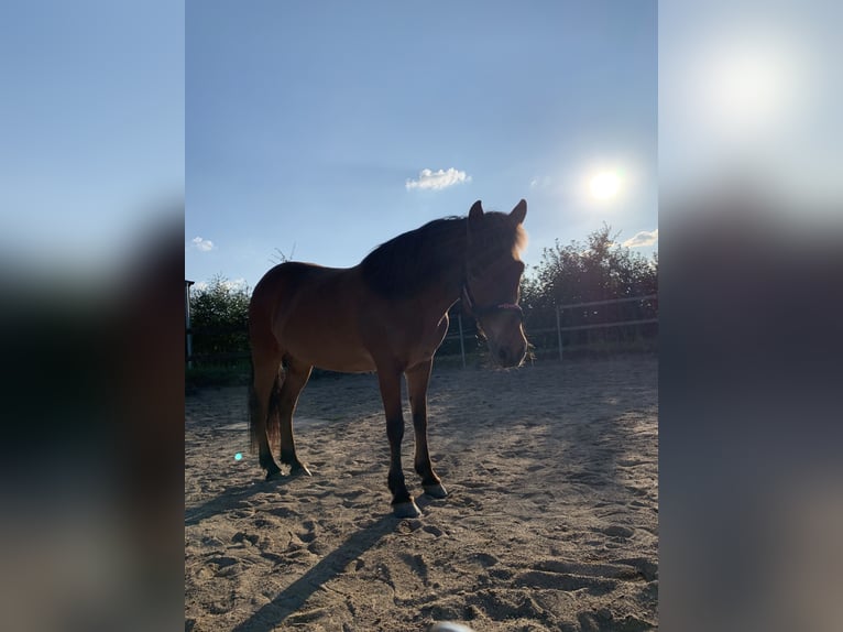 Pony Islandese Castrone 17 Anni 145 cm Baio in Barsbüttel