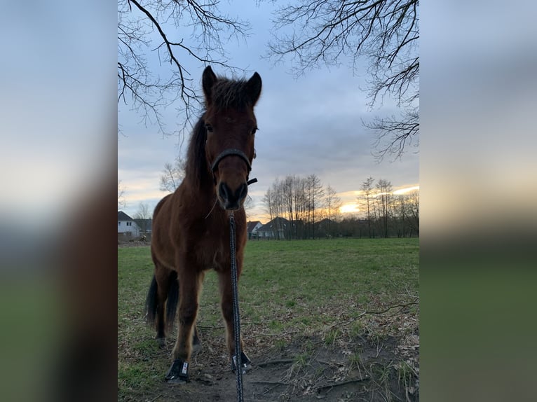 Pony Islandese Castrone 17 Anni 145 cm Baio in Barsbüttel