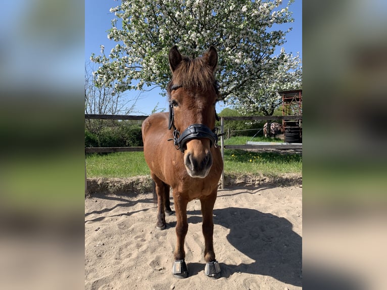 Pony Islandese Castrone 17 Anni 145 cm Baio in Barsbüttel
