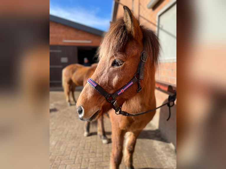 Pony Islandese Castrone 17 Anni 145 cm Baio in Barsbüttel
