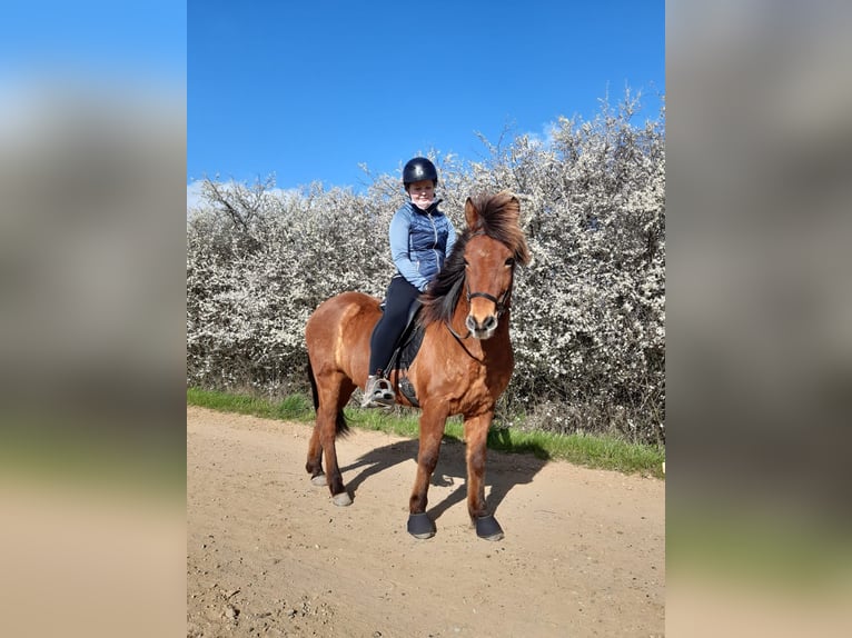 Pony Islandese Castrone 17 Anni 145 cm Baio in Barsbüttel