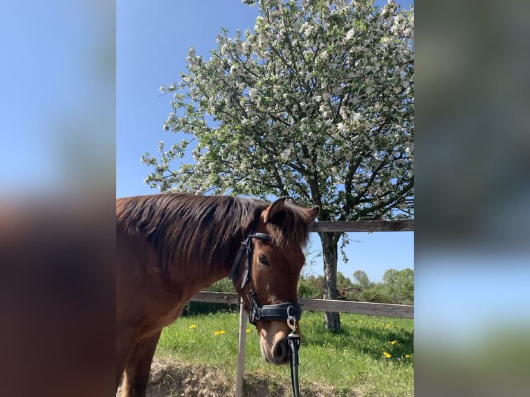 Pony Islandese Castrone 17 Anni 145 cm Baio in Barsbüttel